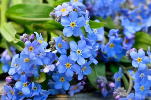 Vista 2 de Semillas de flores Forget-Me-Not, marca COOL BEANS N SPROUTS de 50 unidades. Jardinería doméstica.