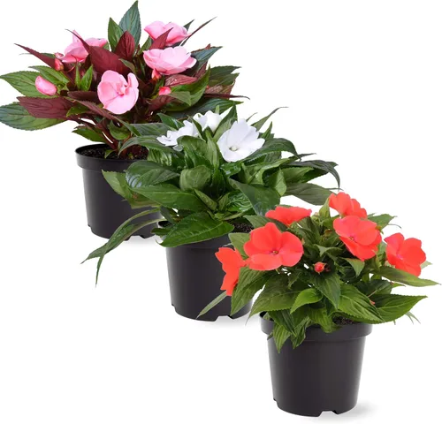 Vista 5 de Planta de lisimaquia viva (4 por paquete) y New Guinea Impatiens (3 por paquete) - Plantas con flores y arrastre