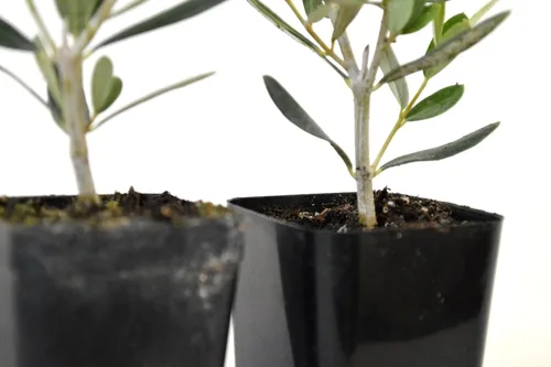 Vista 3 de 9GreenBox - olivo - árbol de la paz - Olea europaea - pack de 2