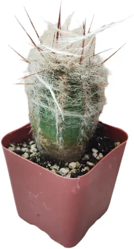 Vista 12 de Plantas de cactus suculentas vivas (2 pulgadas Opuntia Microdasy Golden Swirl Monstrose)
