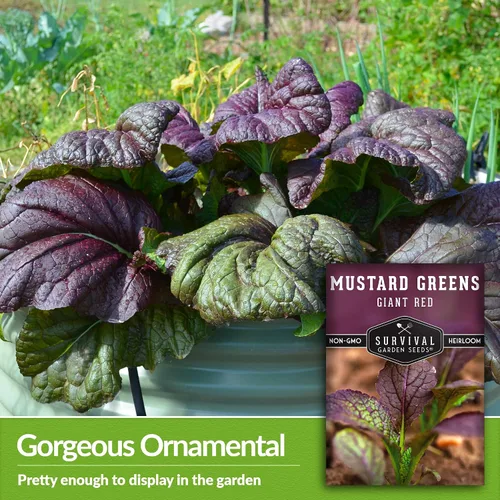 Vista 3 de Semillas gigantes de color verde mostaza roja para plantar, hojas de borgoña picantes sin OMG para jardines de otoño y primavera, variedad culinaria