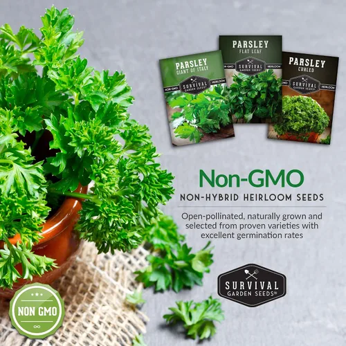 Vista 5 de Colección de semillas de perejil – 3 variedades: semillas de perejil italiano, rizadas, de hoja plana para plantar en interiores o exteriores
