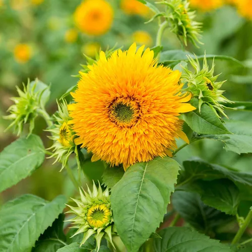 Vista 15 de Eden Brothers Semillas de girasol - Autumn Beauty