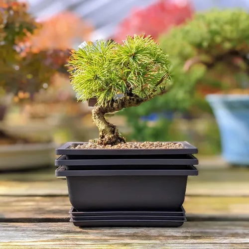 Vista 7 de Tinyroots Bonsai Soil Plus un paquete de tres macetas de entrenamiento para bonsái de seis pulgadas