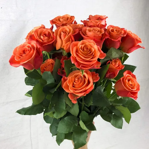 Vista 7 de Greenchoice Flowers - Rosas Rosa encendido