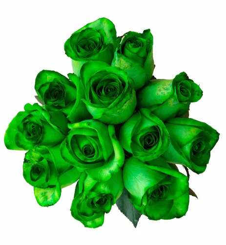 Vista 7 de Rosas arcoíris recién cortadas de Flower Explosion