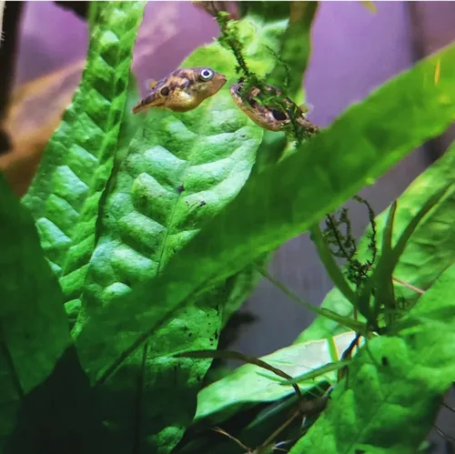 Vista 4 de Mainam 3 diferentes espada amazónica helecho Java Windelov tropical de agua dulce vivo acuario plantas decoraciones 3 días BUY2GET1FREE