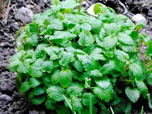 Vista 3 de Gaea's Blessing Semillas – Semillas de bálsamo de limón – Semillas sin OMG con instrucciones de siembra fáciles de seguir – 92% tasa de germinación
