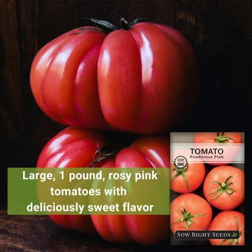 Vista 3 de Sow Right Seeds - Semillas de tomate rosa Ponderosa para plantar - Paquete de reliquia sin OMG con instrucciones para plantar y cultivar un huerto