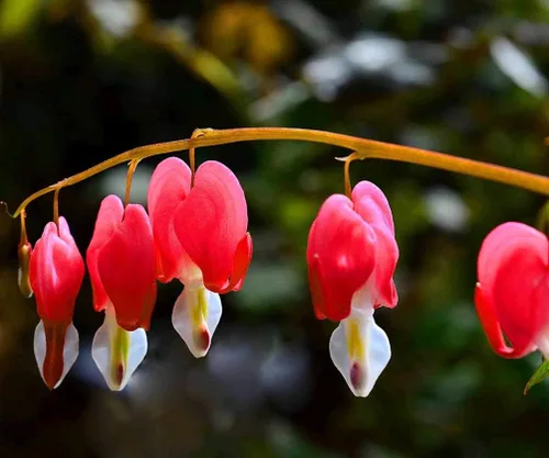Vista 2 de Más de 20 semillas de corazón sangrante mixto Dicentra Spectabilis Shade