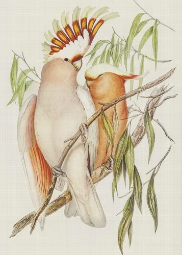 Vista 29 de Canguros australianos John Gould Counted Patrón de punto de cruz