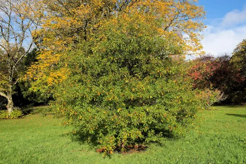 Vista 2 de 5 Laurel Oak Tree Quercus Hemisphaerica Native aka Darlington Coastal & Sand Laurel Oak Seeds