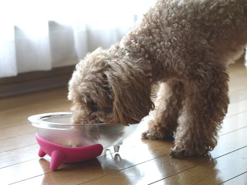 Vista 2 de Hario Wanco Plate Point - Tazón de comida para perros, 5.1 fl oz, color rosa cereza, vidrio