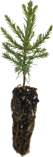 Vista 2 de Plantón pequeño de secoya gigante (sequoiadendron giganteum)