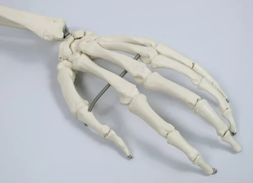 Vista 7 de 3B Scientific Modelo de esqueleto humano de plástico "Stan", 5 pies, soporte con ruedas., 1