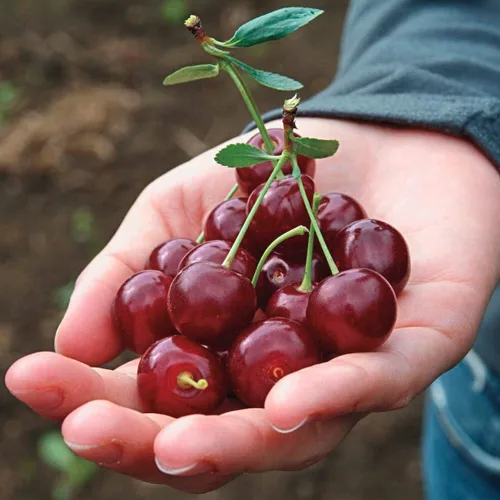 Vista 4 de GURNEY'S - Cerezo enano Romeo – Produce fruta grande, dulce y jugosa - Se envía como un Jumbo desnudo - Debido a restricciones estatales no se puede