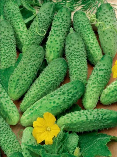 Vista 5 de Semillas Vegetales Pepino Titus Heirloom para Decapado 45 Días - 20 Semillas