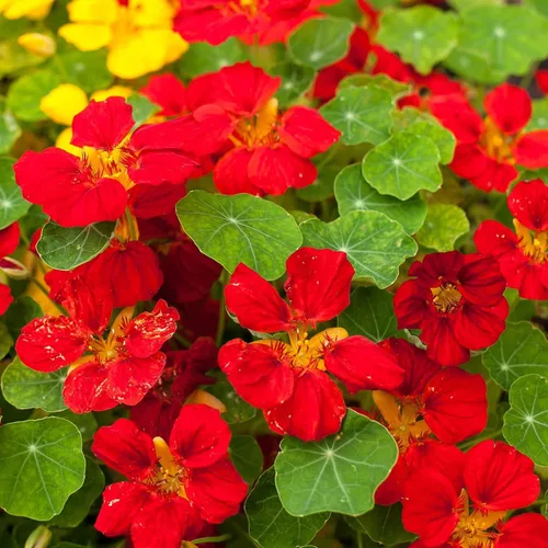 Vista 20 de Eden Brothers Semillas de Nasturtium - Semillas de Alaska Gold sin transgénicos para plantar, 1 onza Semillas de flores de bajo mantenimiento
