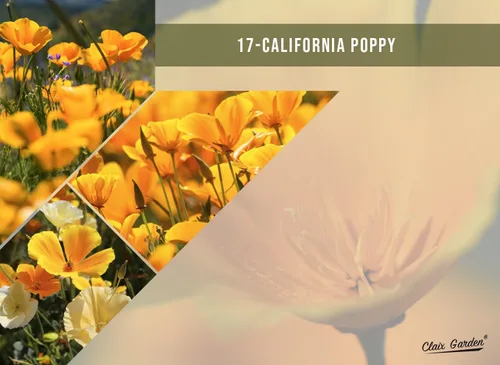 Vista 9 de Mezcla de flores silvestres de California, 10,000 semillas, 17 variedades, sin rellenos, polinizadas abiertas y sin OMG, flores de jardín perennes