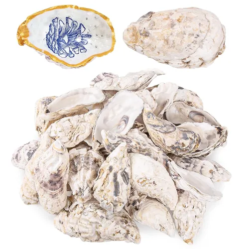 Vista 9 de QEQEKAKA 25 conchas de ostras cóncavas de 2 a 3 pulgadas para manualidades, conchas de ostras naturales a granel, para relleno de jarrones