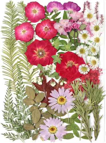 Vista 14 de Large Bulk Fall Dried Pressed Leaves for Craft, Real Dry Natural Flower Leaf Daisy for Resin Mold, Cake Decor, Phone Cases (Autumn Leaves)