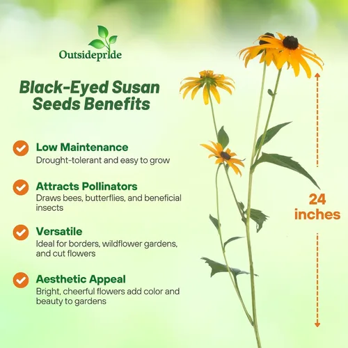 Vista 3 de Outsidepride Black Eyed Susan Rudbeckia Seeds - Semillas de flores perennes, fáciles de cultivar y auto-siembradas para plantar flores amarillas