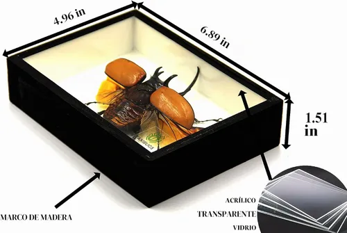 Vista 3 de Escarabajo de 5 cuernos real/Eupatorus Gracilicornis forma voladora taxidermia en caja transparente (caja de madera negra)