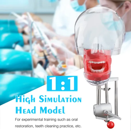 Vista 3 de Simulador de boca Phantom Head Teaching Head Modelo Fix on Table Modelo de diente Typodont reemplazable Ajuste de 360 grados para dentistas