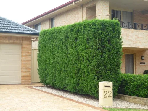 Vista 3 de Thuja Arborvitae Green Giant Qty 30 árboles vivos de hoja perenne Privacidad