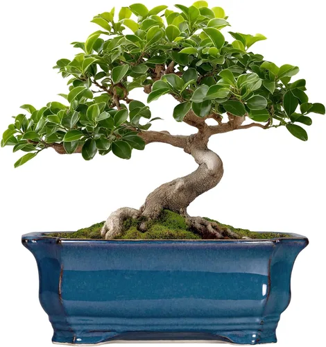 Vista 11 de Macetas suculentas de 11 pulgadas, macetas de cerámica para bonsái con orificio de drenaje, maceta bonsái para plantas de interior y exterior