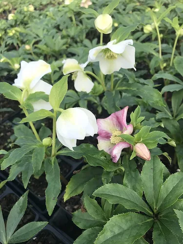Vista 2 de Mezcla de rosa cuaresmal y eléboro 5 plantas a raíz desnuda, ideal para plantar en otoño