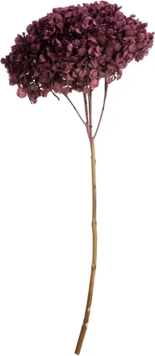 Vista 5 de Vickerman Hortensias de musgo antiguo de 15 pulgadas con múltiples segmentos de rama. Conservada