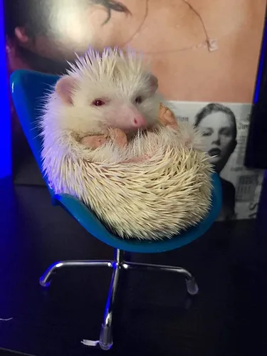 Vista 5 de Silla de erizo mini asiento giratorio de plástico, juguetes para animales pequeños, decoración de hábitat, accesorios de jaula, suministros