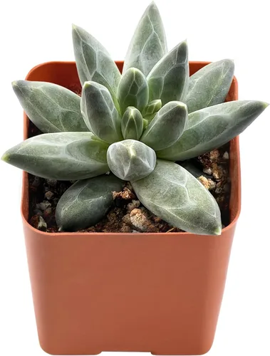 Vista 13 de Plantas de interior vivas suculentas "Bead Vine", tamaño aproximado de 2 pulgadas, suculentas en maceta, completamente enraizadas, de fácil cuidado