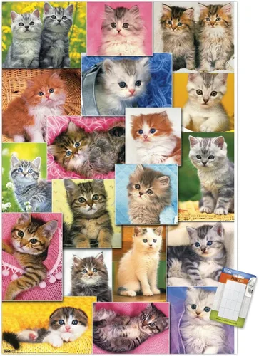 Vista 12 de Trends International Keith Kimberlin - Póster de pared de collage de gatitos, 14.725 x 22.375 pulgadas, versión enmarcada de madera de granero
