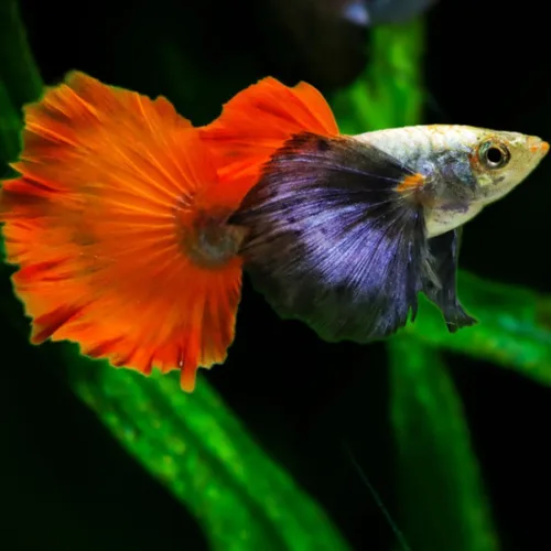 Vista 14 de Swimming Creatures™ 4 Lyretail Balloon Molly (Poecilia sphenops) Peces de acuario vivos de agua dulce – Variedad mixta colorida – Colores Molly