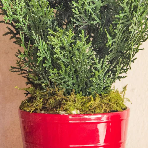 Vista 3 de Nearly Natural Mini árbol de pino artificial de cedro de 27 pulgadas en maceta decorativa (interior/exterior)