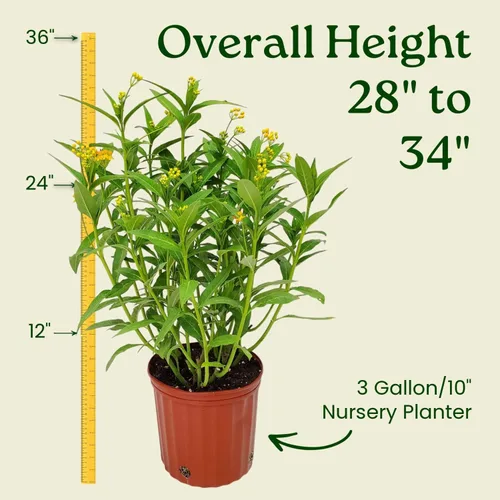 Vista 3 de Planta de algodoncillo amarillo vivo (Asclepias Curassavica) – Maceta de 3 galones, 28–34 pulgadas de alto – Anfitrión de mariposa y atractor