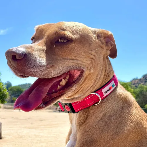 Vista 3 de Collar de perro de nailon acolchado reflectante - Devolver a las mascotas necesitadas - Cómodo collar de perro acolchado de neopreno, ajustable