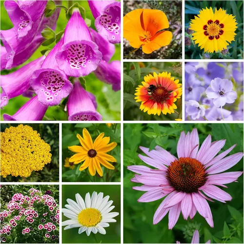 Vista 7 de Semillas de flores silvestres a granel - Mezcla de flores silvestres del medio oeste - 1 libra 640,000+ flores silvestres de la pradera - Semillas