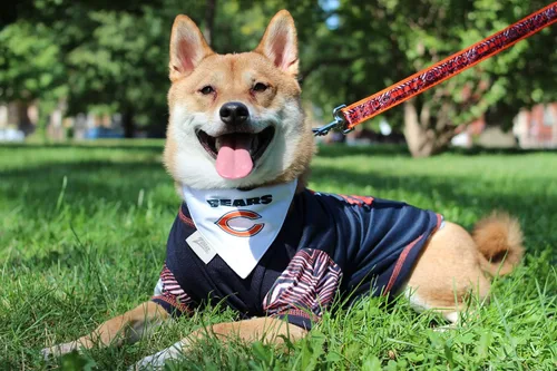 Vista 3 de Zubaz X Pets First NFL San Francisco 49Ers - Camiseta para perros y gatos, talla S