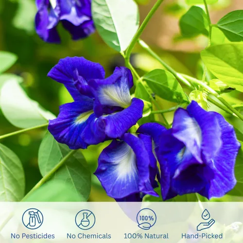 Vista 3 de Flores orgánicas de guisantes de mariposa, té azul de hojas sueltas de hierbas saludables, colorante natural para alimentos, sin cafeína, 1.75 onzas