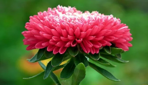 Vista 2 de Semillas Flores Aster Invierno Cereza Anual - 100 Semillas
