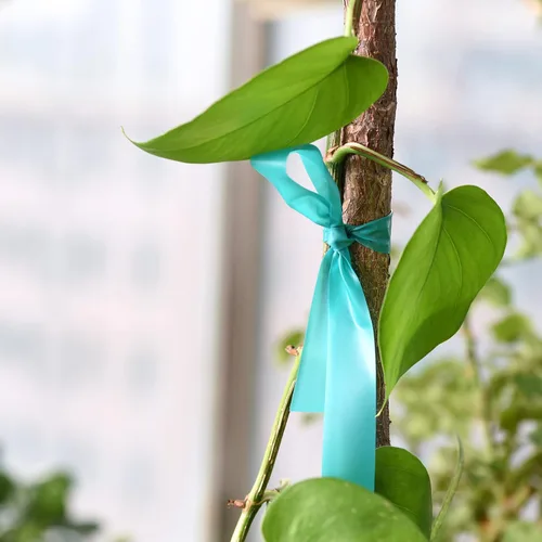 Vista 7 de TELENT OUTDOORS Cinta de amarre elástica, 1 pulgada de ancho y 200 pies, reutilizables, para plantas de jardín, cintas verdes para plantas, cinta
