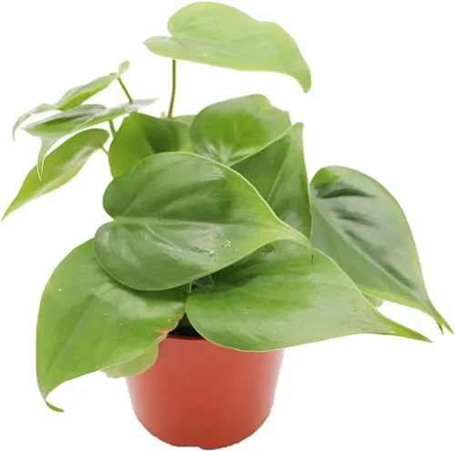 Vista 5 de Philodendron Bipennifolium Aurea - Maceta de 4" de California Tropicals