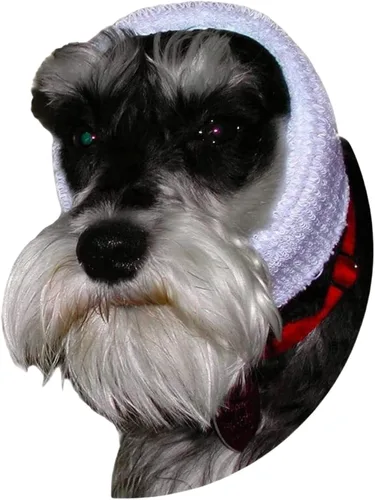 Vista 12 de Happy Hoodie La banda calmante original para perros y gatos - Marca americana - Alivio de la ansiedad/Protección contra el ruido-Aseo-Truenos-Fuegos