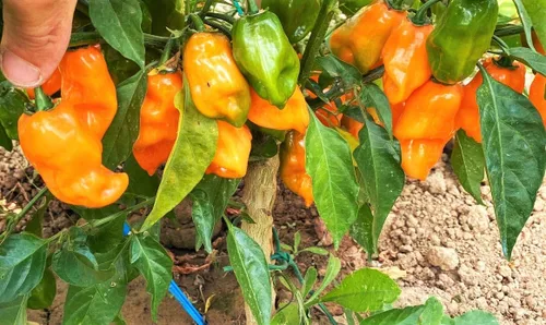 Vista 3 de TomorrowSeeds - Semillas de pimiento habanero naranja - Más de 100 unidades - para plantar 350,000 unidades Scoville Scoville picante tropical chile