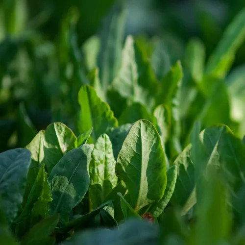 Vista 7 de Outsidepride Semillas de acedera – 5,000 piezas de hierbas perennes, fáciles de cultivar, tolerantes a la sequía y a las heladas y microverdes