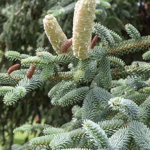 Vista 2 de Abies pinsapo (abeto español) Semillas de árbol, aspecto elegante y lujoso, semillas de MySeeds.Co, elige la cantidad (0.25 oz)