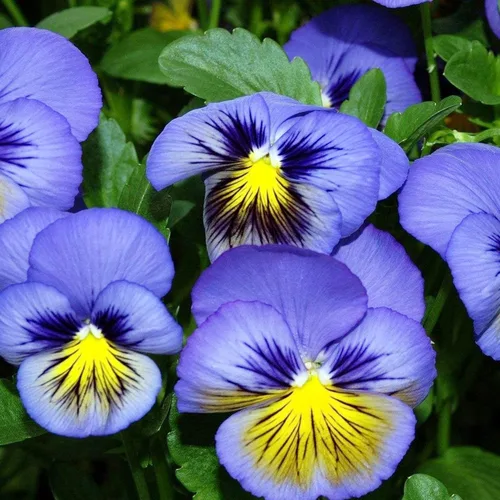 Vista 5 de YEGAOL Garden - 50 semillas de pensamiento de mariposa azul para plantar resistencia al frío, flores de jardín perennes para camas, fronteras